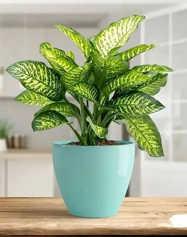 Кашпо Deco Twin нефрит 5,8л купить в СОМ