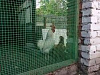 Сетка пластиковая 55х55 мм 1.5х20 м, зеленая купить в СОМ